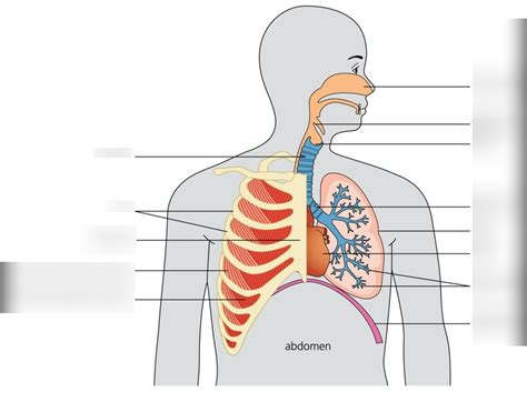 Igcse Biology Lung Labels Diagram Quizlet