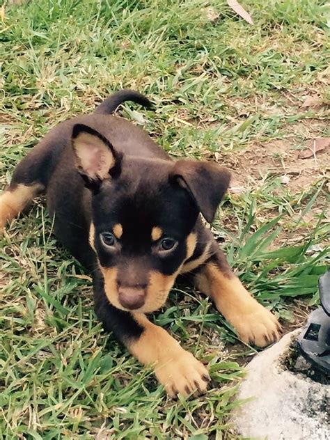 Australian Kelpie Puppy In The Grass