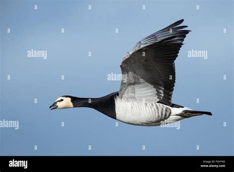 A Barnacle Goose in flight during its winter migration from Svalbard to ...