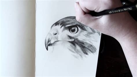 Hawk Timelapse Drawing W Graphite Pencils By Jen Garcia Art Youtube