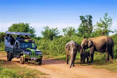 Udawalawe National Park Half Day Private Safari With Lunch Kalutara