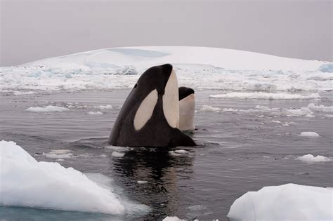 Arctic Killer Whales