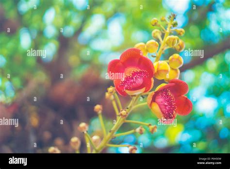 shala tree  res stock photography  images alamy