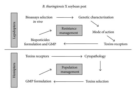 Mode Of Action And Specificity Of Bacillus Thuringiensis Toxins In The