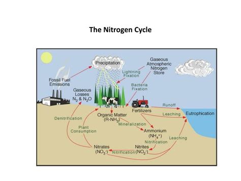 Ppt The Nitrogen Cycle Powerpoint Presentation Free Download Id