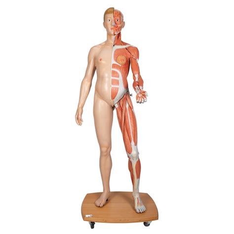 3b Scientific Life Size Dual Sex Human Figure Includes 3b Smart