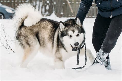 Lista Delle Razze Canine Pi Pericolose Al Mondo Petyoo