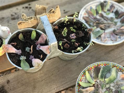 Propagating Succulents A Comprehensive Guide Succulent Source