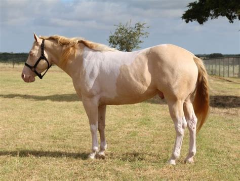 Friendly & Fun: 4 Best Horse Breeds for Beginners