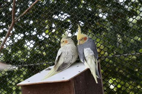 Do Cockatiels Lay Eggs Without Mating 11 Things To Know