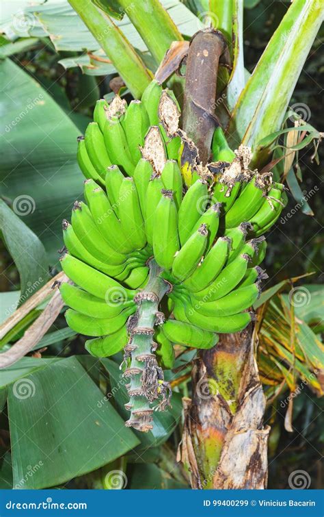 Banana Tree Bunch Of Green Banana Fruits Stock Image Image Of