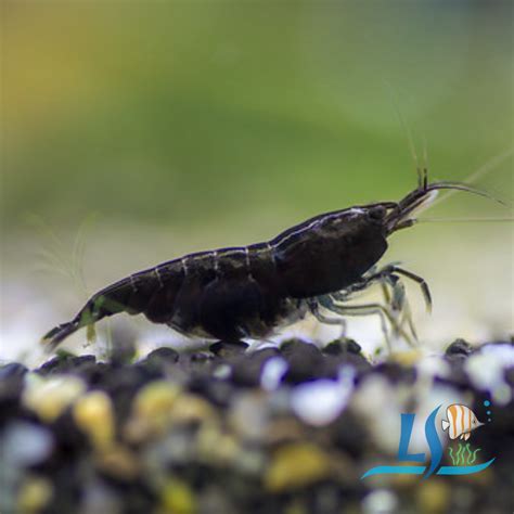 Black Rose Neocaridina Shrimp 5pc By LS Group Lazada