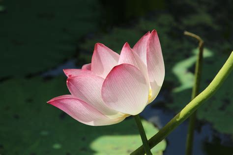 Lotus Bloem Waterlelie Gratis Foto Op Pixabay Pixabay