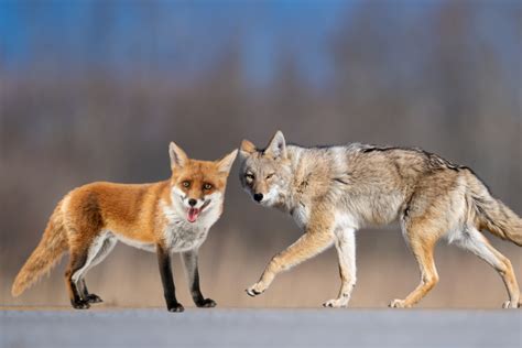 Coyote vs Fox: The Main Differences in Comparison