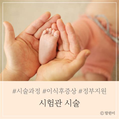 시험관 시술과정 이식후 증상 성공률 정부지원 네이버 블로그