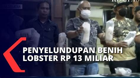 Polisi Gagalkan Penyelundupan 18 Kotak Benih Lobster Senilai Rp 13