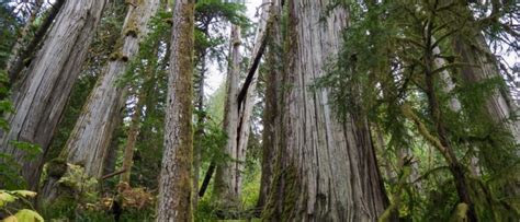 North Cascades Conservation Council Protecting Washington S Cascades Since 1957