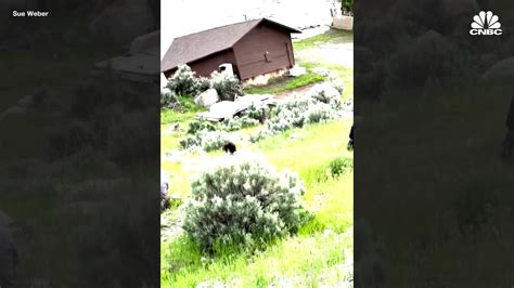 Historic Rainfall And Flooding Hits Gardiner Montana Shutting Down Yellowstone National Park