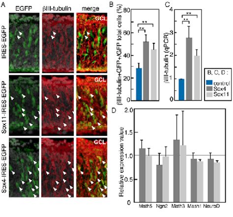 Sox And Sox Induced Iii Tubulin Expression But Not That Of Other