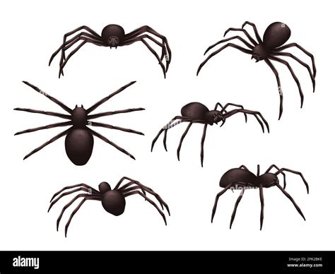 Insects Realistic Spider Danger Venom Horror Poisonous Black Symbols