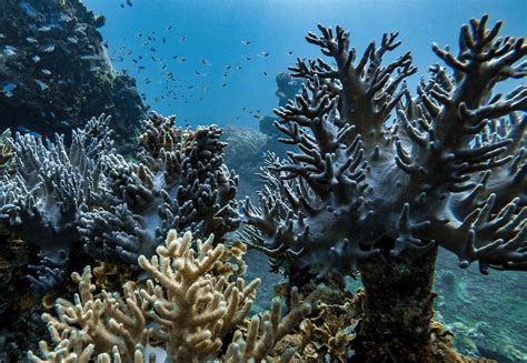 Le Barriere Coralline Stanno Scomparendo Tutto Il Pianeta A Rischio