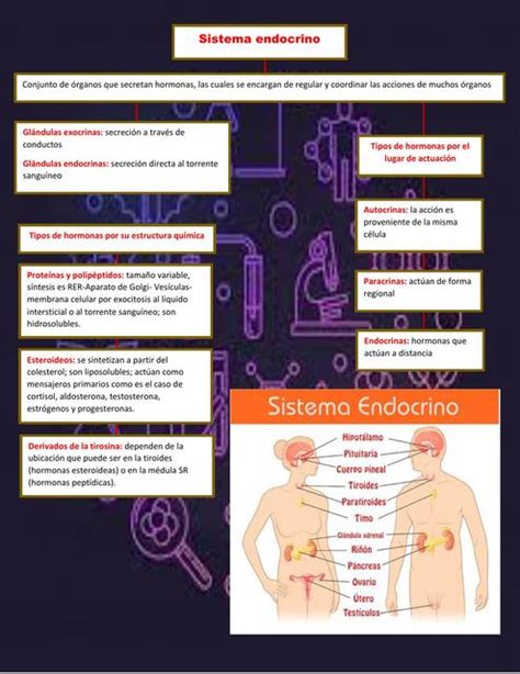 Sistema Endocrino Bryan Josue Zambrano Anchundia Udocz