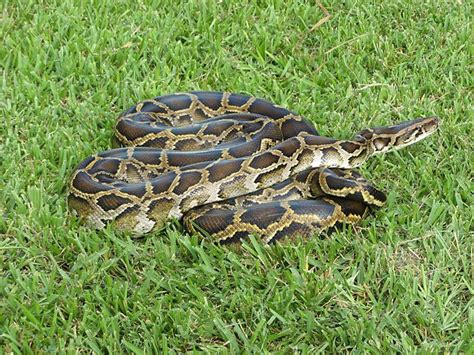 Top 5 Largest and Longest Snake Species in The World