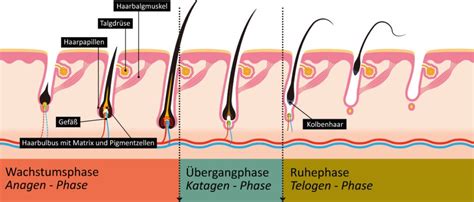 Die Phasen Des Haarzyklus Im Detail Haarausfallen