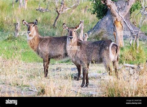 Waterbuck Female Two Adult Female Waterbuck Kobus Ellipsiprymnus A