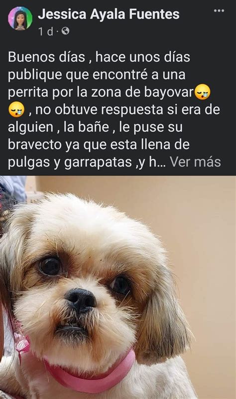 ALCO Perú on Twitter RT munaype Perrita encontrada en