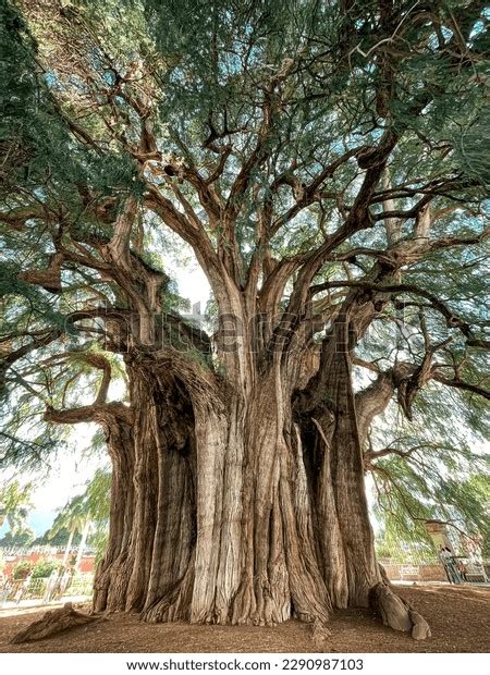 7 429 imágenes de Arbol del tule Imágenes fotos y vectores de stock