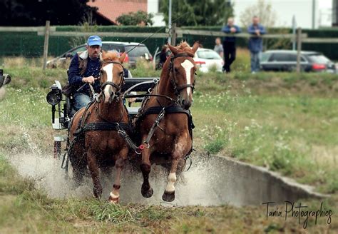 Jeux et défilés équestres pour monter sur ses petits ou grands chevaux