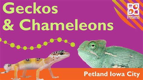 Veiled Chameleons Leopard Geckos Youtube