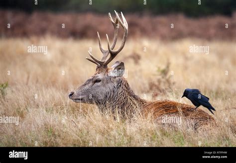 deer in Bushy park London Stock Photo - Alamy