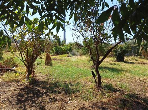 Terreno Agricolo Via Cutrufelli Gaggi Rif 107422235 Immobiliare It