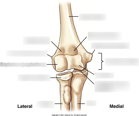 Ap Elbow Diagram Quizlet