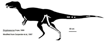 Dryptosaurus Skeleton 58353 | INFOBIT