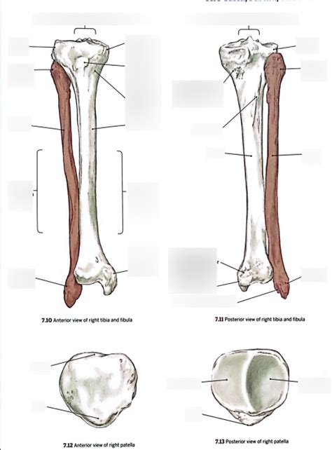 Diagram Of Tibia Fibula Patella Quizlet