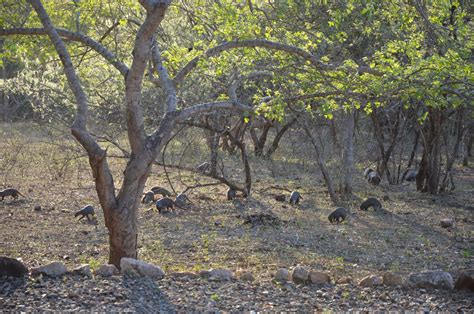 Home Of The Wild Marloth Park National Kruger Park South Africa