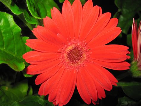 Гербера - цветок счастья и радости - 4 Мая 2019 - Блог