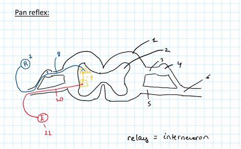 pan reflex diagram  pin  skin diagram quizlet