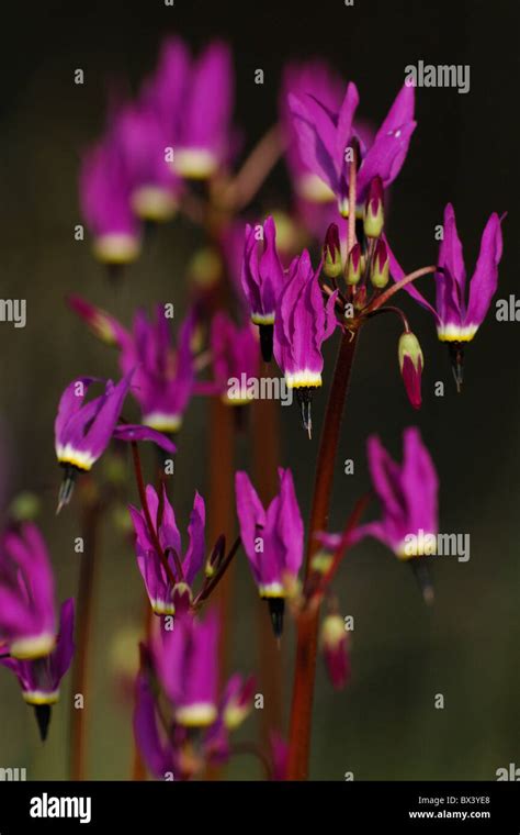 Shooting Star Flowers Dodecatheon Stock Photo Alamy