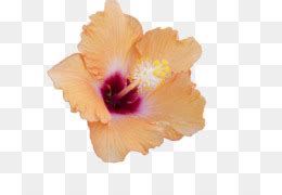 Mallows Hibiscus A Flora O Da Planta Png Transparente Gr Tis