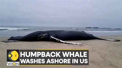 Wion Climate Tracker Us Foot Humpback Whale Washes Up At A New