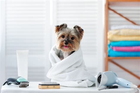 Yorkie Photoshoot Tips - Yorkies & Cross-Breeds