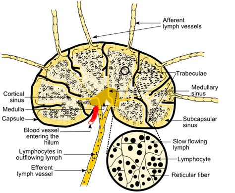 Lymph Node Capsule Wikidoc