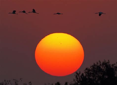 Migratory Birds At Sanctuary By Poyang Lake In East China