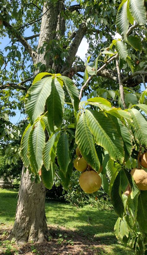 Aesculus glabra - Trees and Shrubs Online