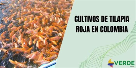 Cultivos De Tilapia Roja En Colombia Colombia Verde