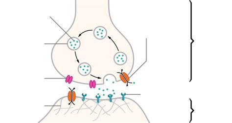 Neurotransmitter - Wikipedia